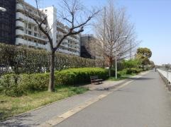 秋津4号緑道