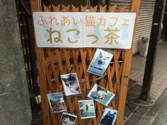 ねこっ茶