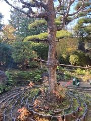 茶寮　花の宴