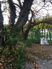 星薬科大学薬用植物園