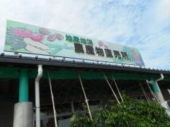 ヒマワリの丘