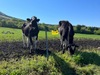 大山まきばみるくの里