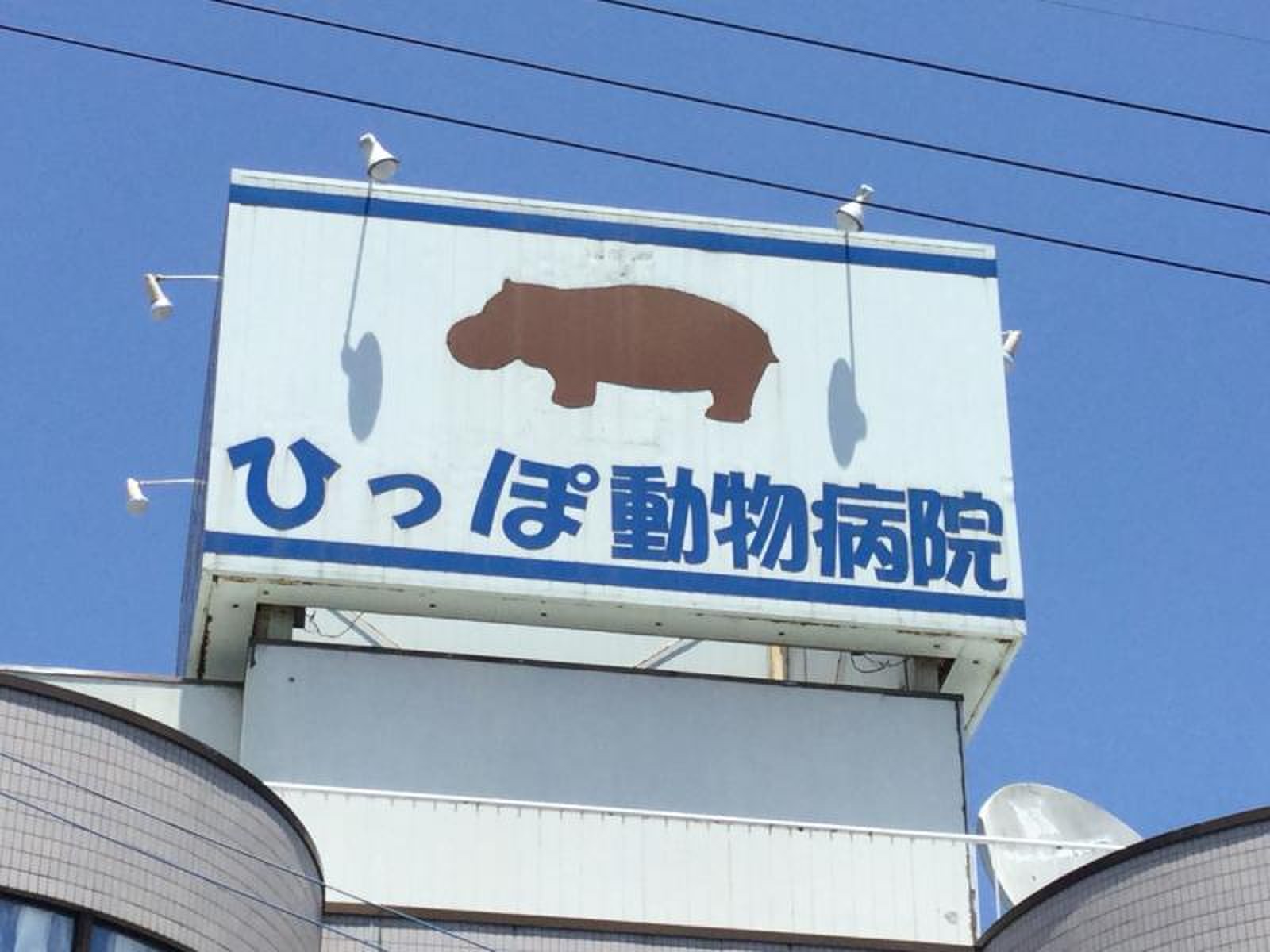 ひっ ぽ 動物 病院