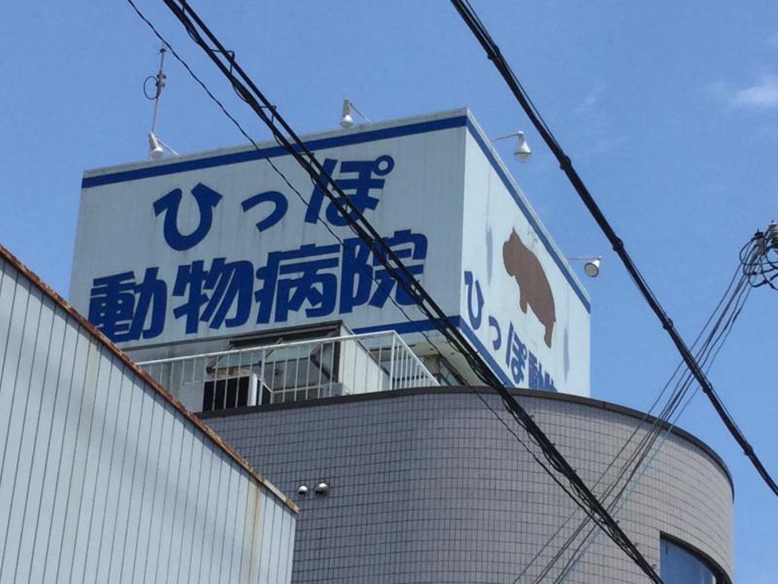 ひっ ぽ 動物 病院