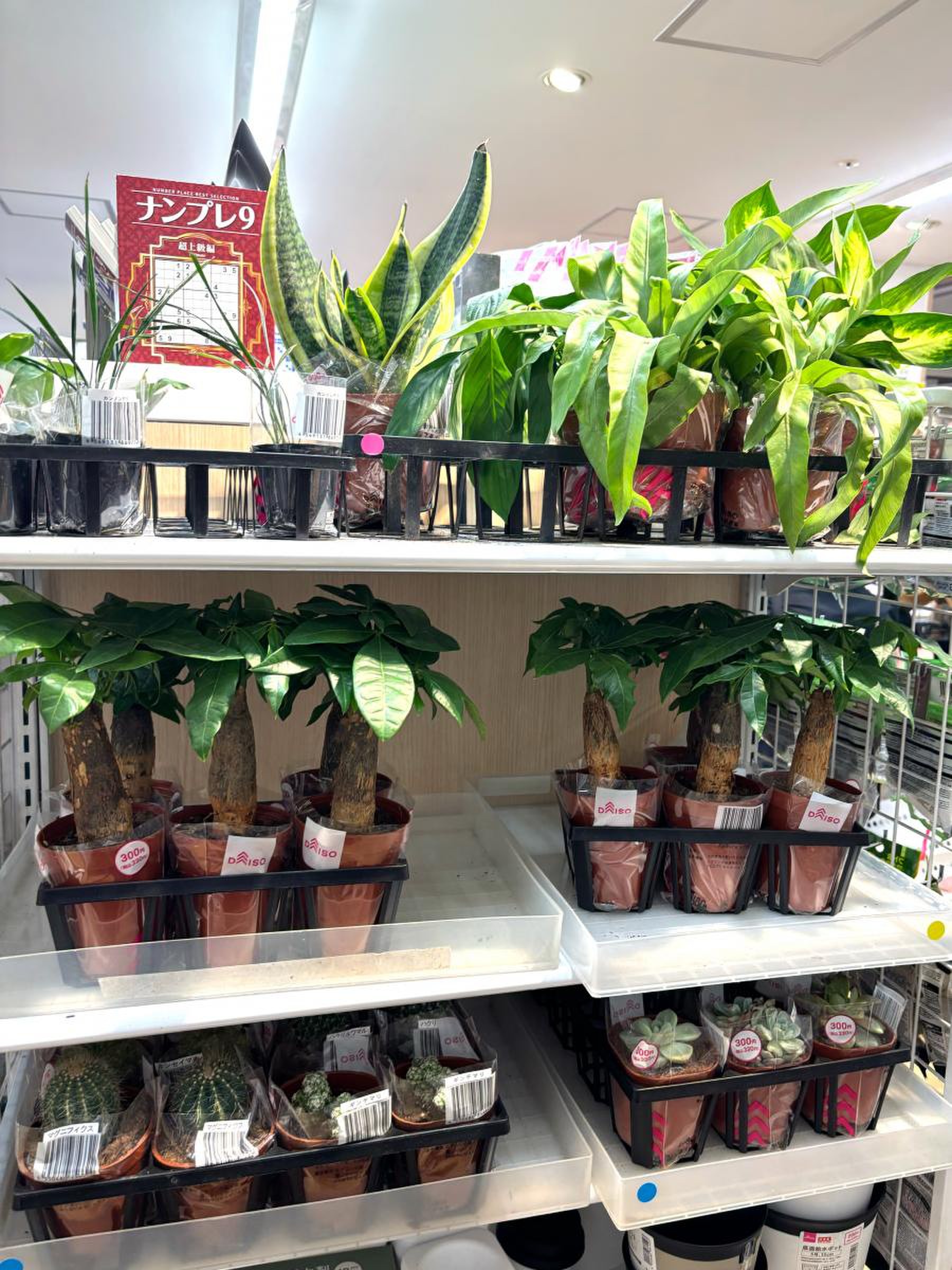 ダイソー キラリナ 京王 吉祥寺 店