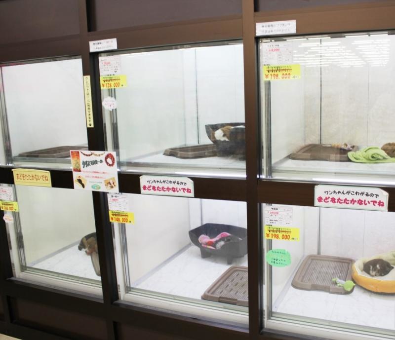 常時12匹ほどの猫や犬が展示されているようです。