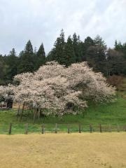 臥龍桜