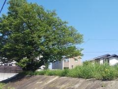 平和が丘緑地