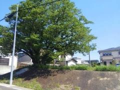 平和が丘緑地