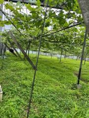 山門ぶどう園