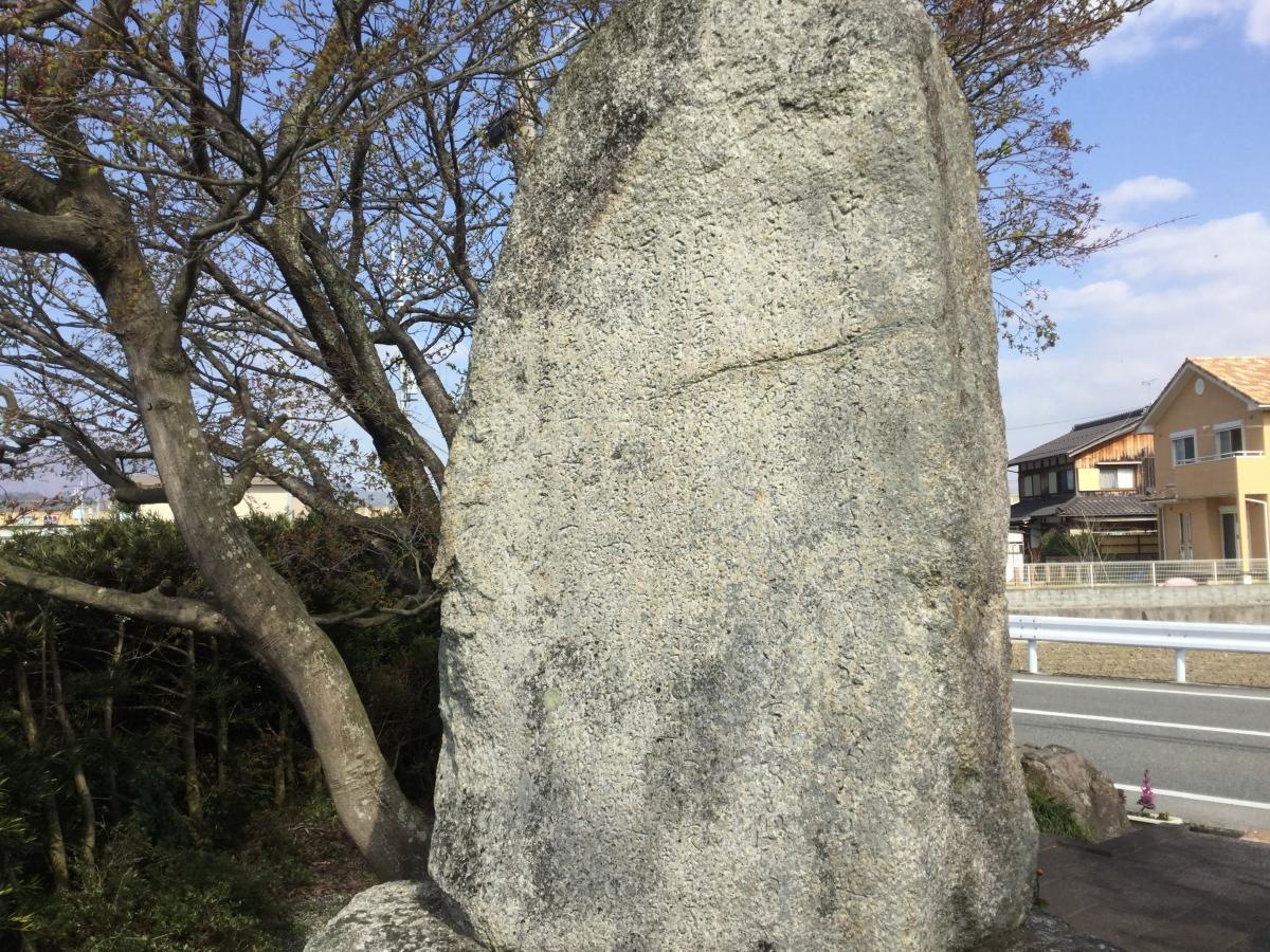 四高桜