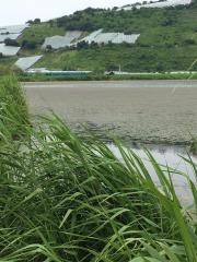 白竜湖
