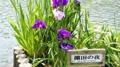 東郷池