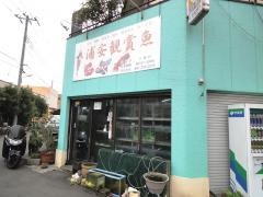 浦安観賞魚