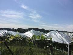 みとろ観光果樹園