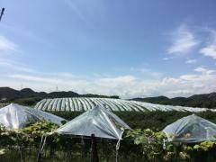 みとろ観光果樹園