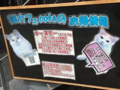 ねこカフェ　ＣＯＴＡ