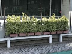 津川医院