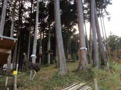 フォレストアドベンチャー・小田原