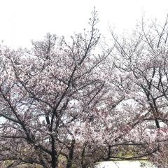 打上川治水緑地