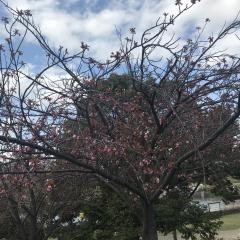 打上川治水緑地