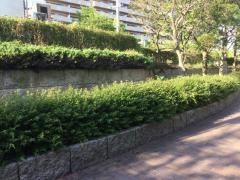 西新北2号緑地