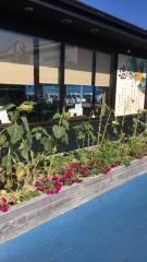 しゃぶしゃぶ温野菜　横塚店