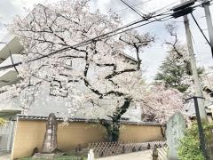 梅照院（新井薬師）