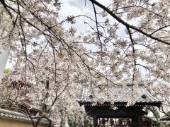 梅照院（新井薬師）