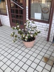 上海亭