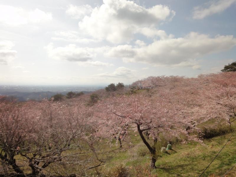 大崎平野を一望