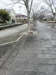 桂緑地