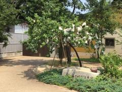社会福祉法人さゆり会桃が丘さゆり保育園