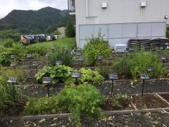 長崎国際大学