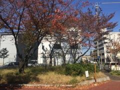 南郊街園