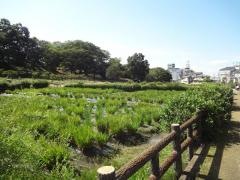 城山古墳史跡公園周濠花菖蒲園