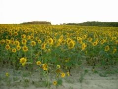 ひまわりの里