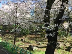 玉川上水永泉寺緑地