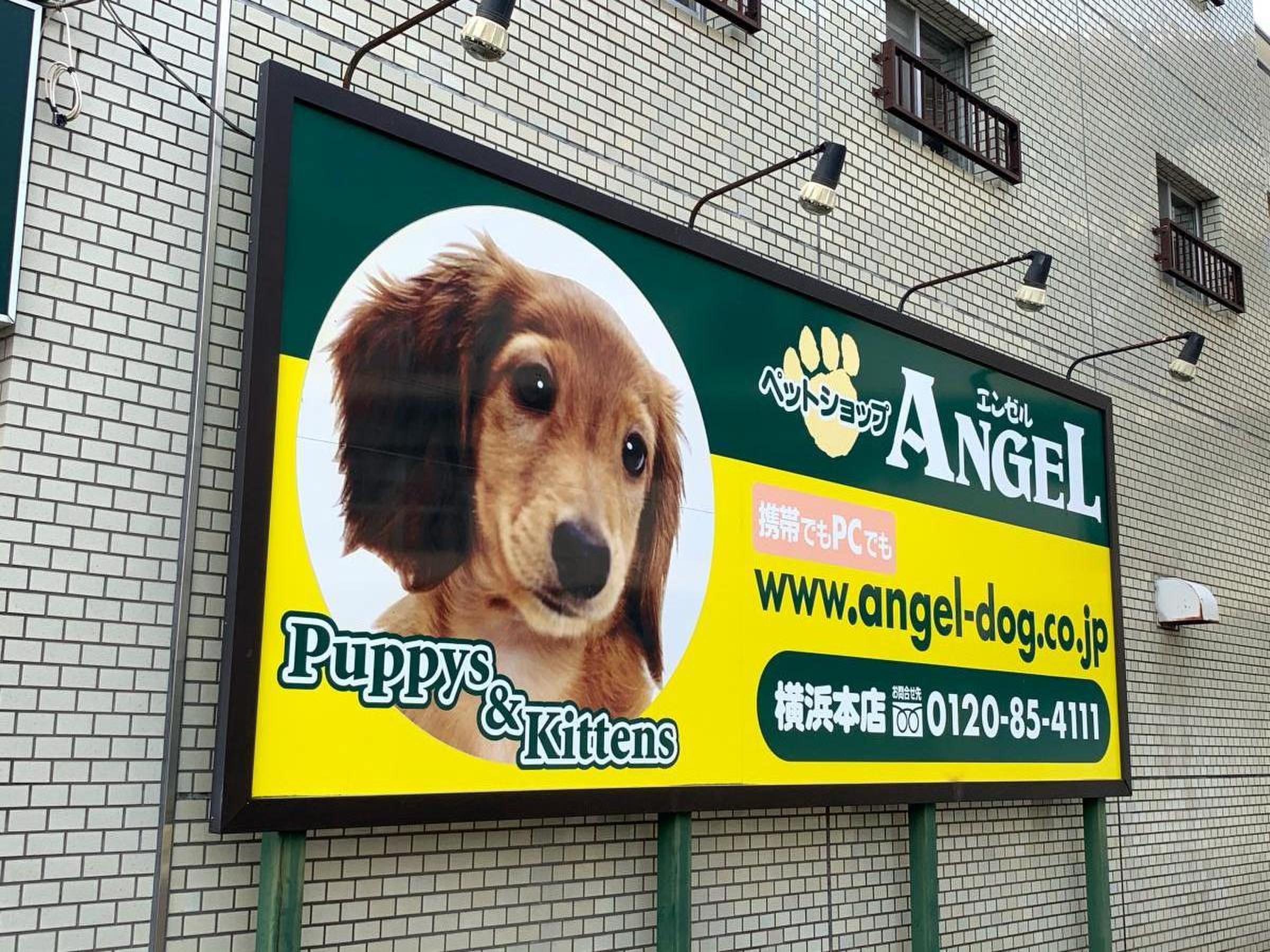 ペット ショップ エンゼル 横浜 本店