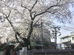 こまどり幼稚園