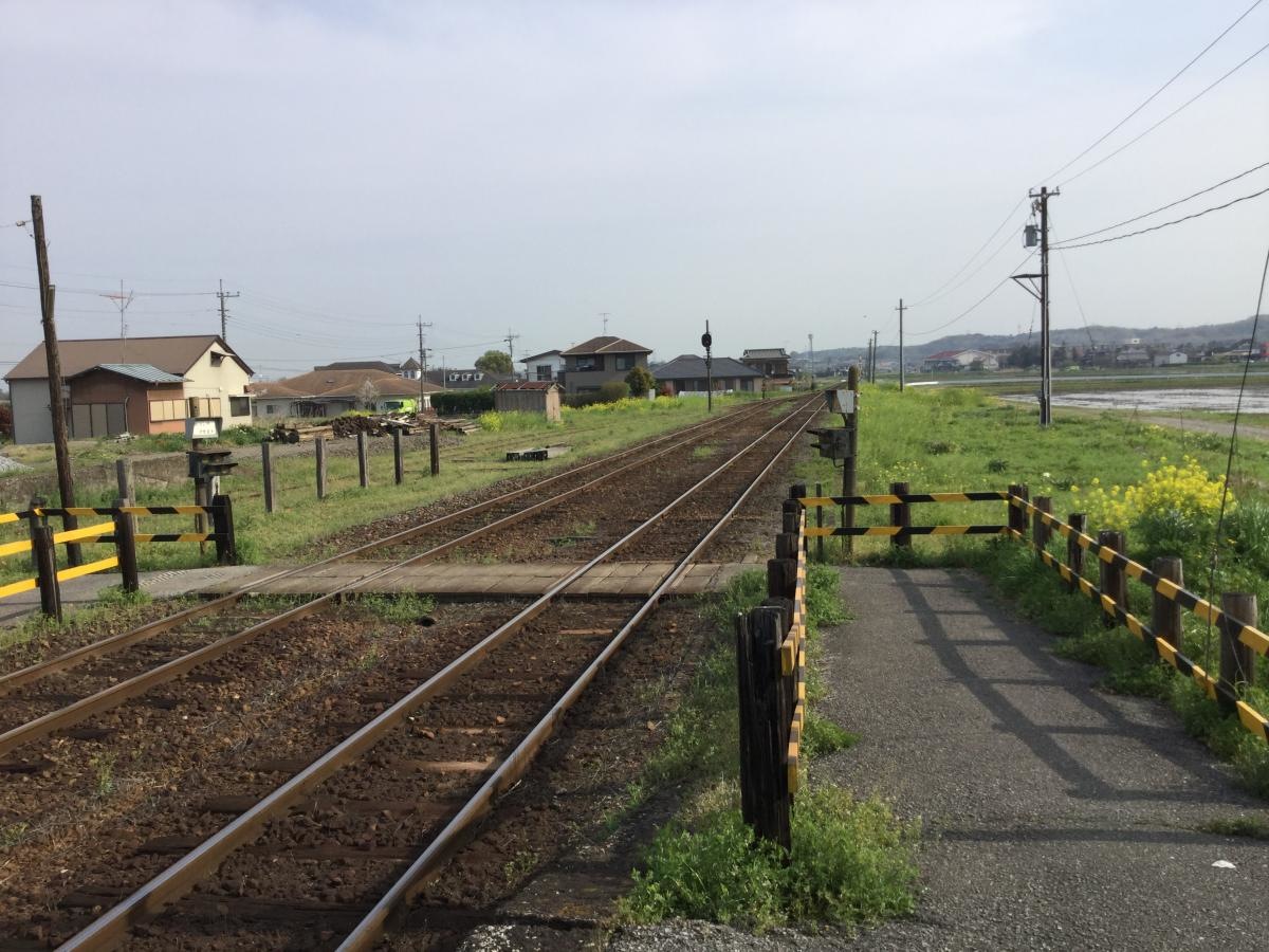 菜の花に囲まれて