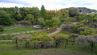 しょうぶ園
