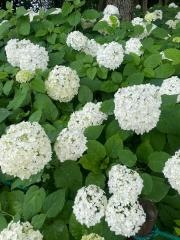 もりやま芦刈園