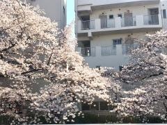 神田川河畔
