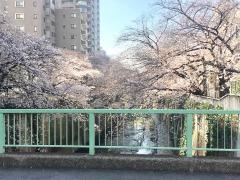 神田川河畔