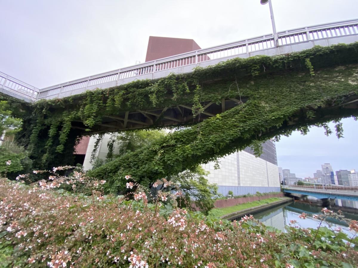 大阪橋