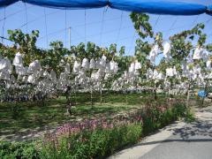 上野盛果園