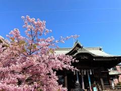 桜神宮