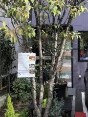 ＴＲＥＥ＆ＥＬＥＰＨＡＮＴ