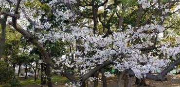 西浜公園